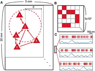 Network Model With Reduced Metabolic Rate Predicts Spatial Synchrony of Neuronal Activity